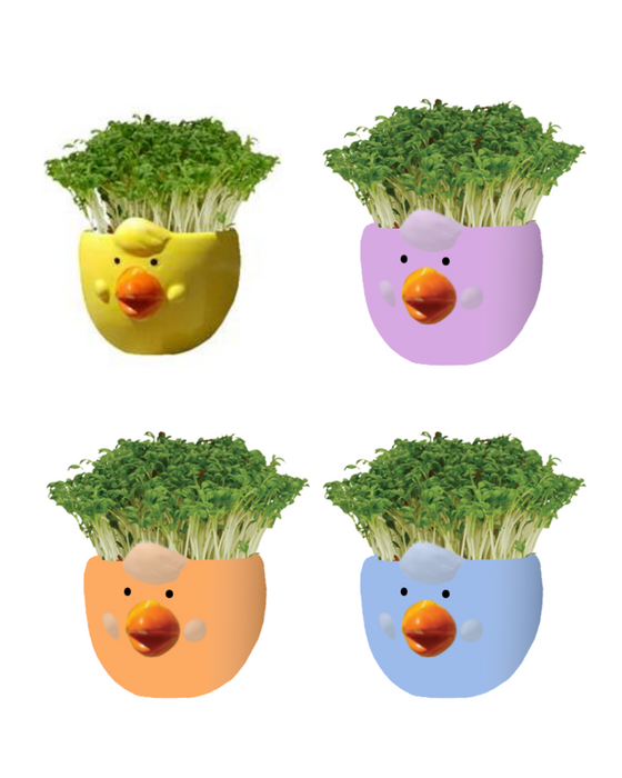 Easter Cress Chick Mixed Colours - Assorted