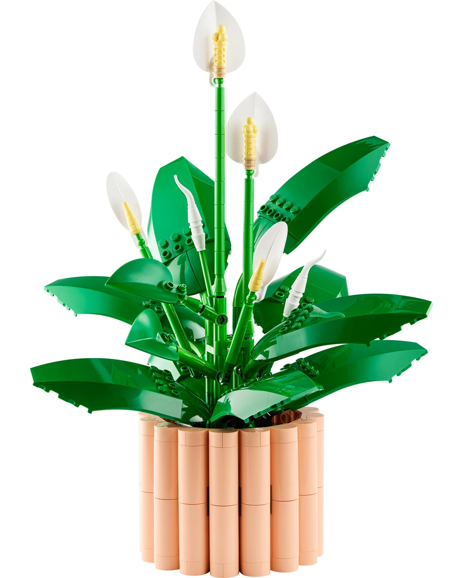 11504 Peace Lily