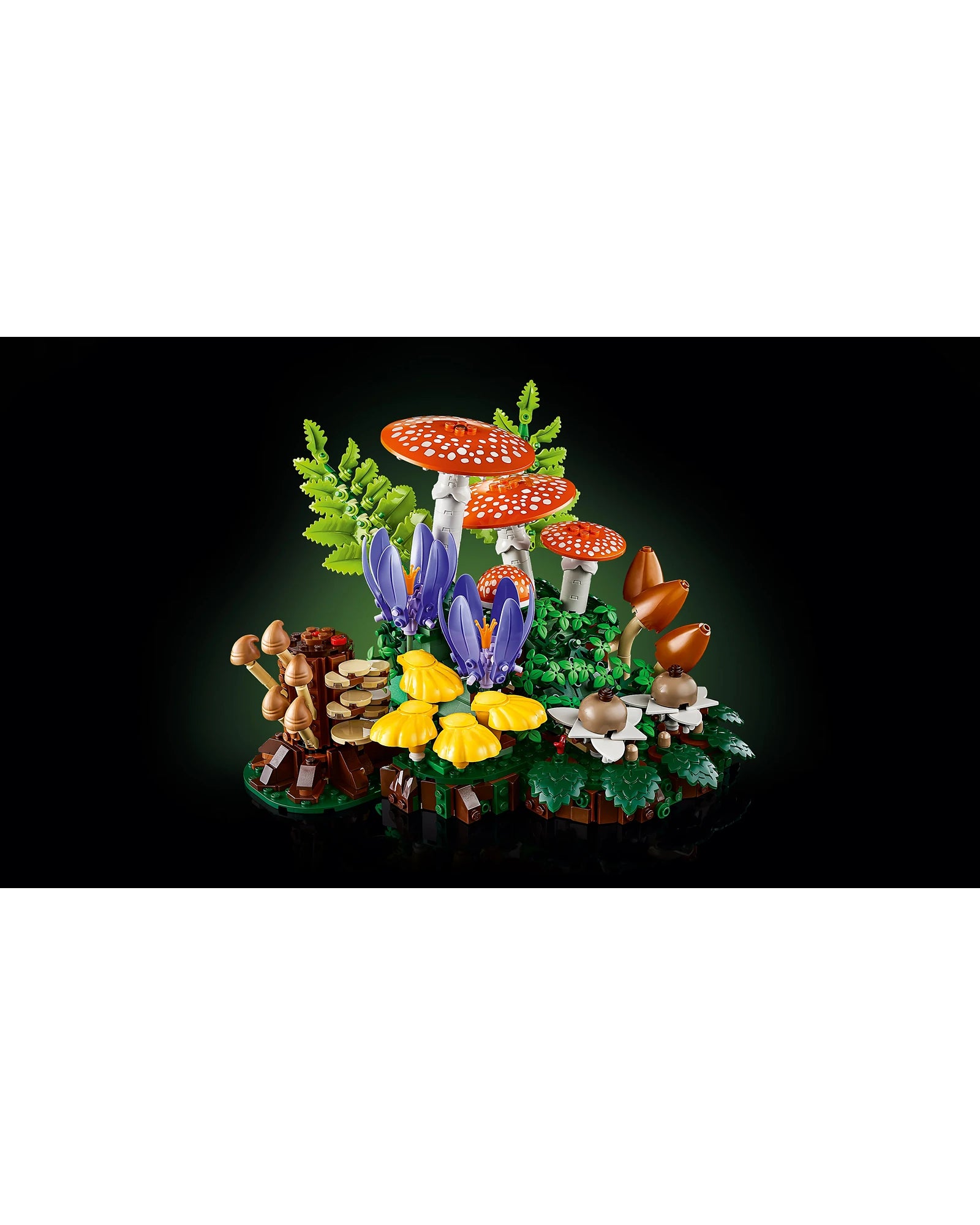 11505 Woodland Mushrooms