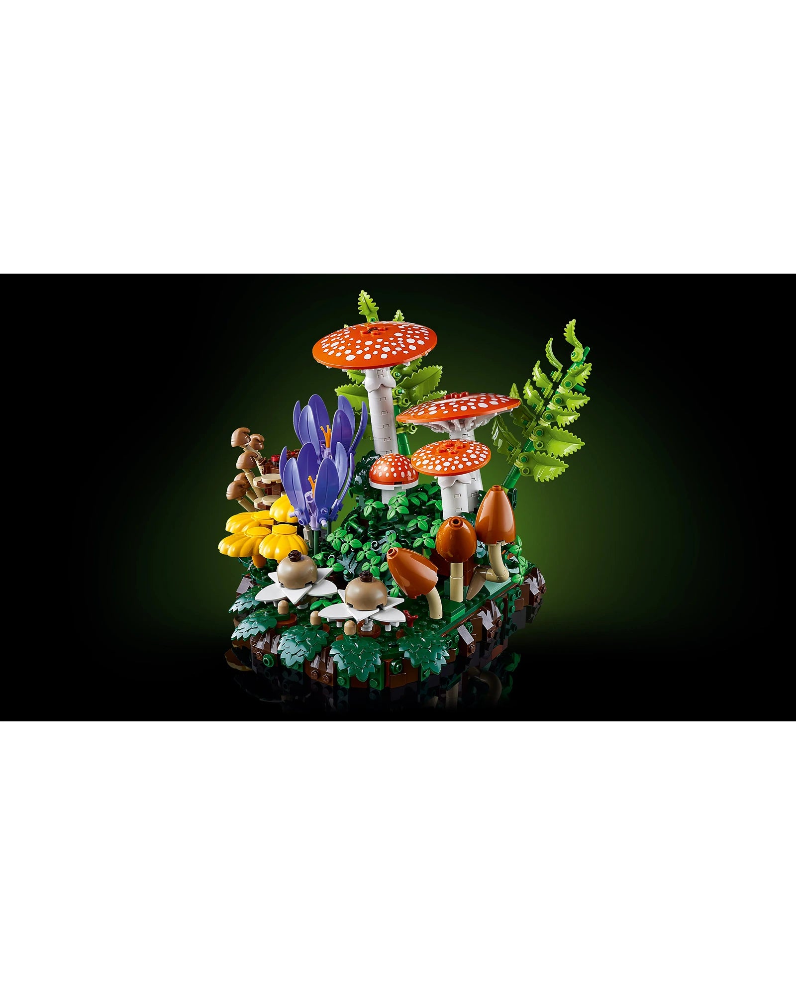 11505 Woodland Mushrooms