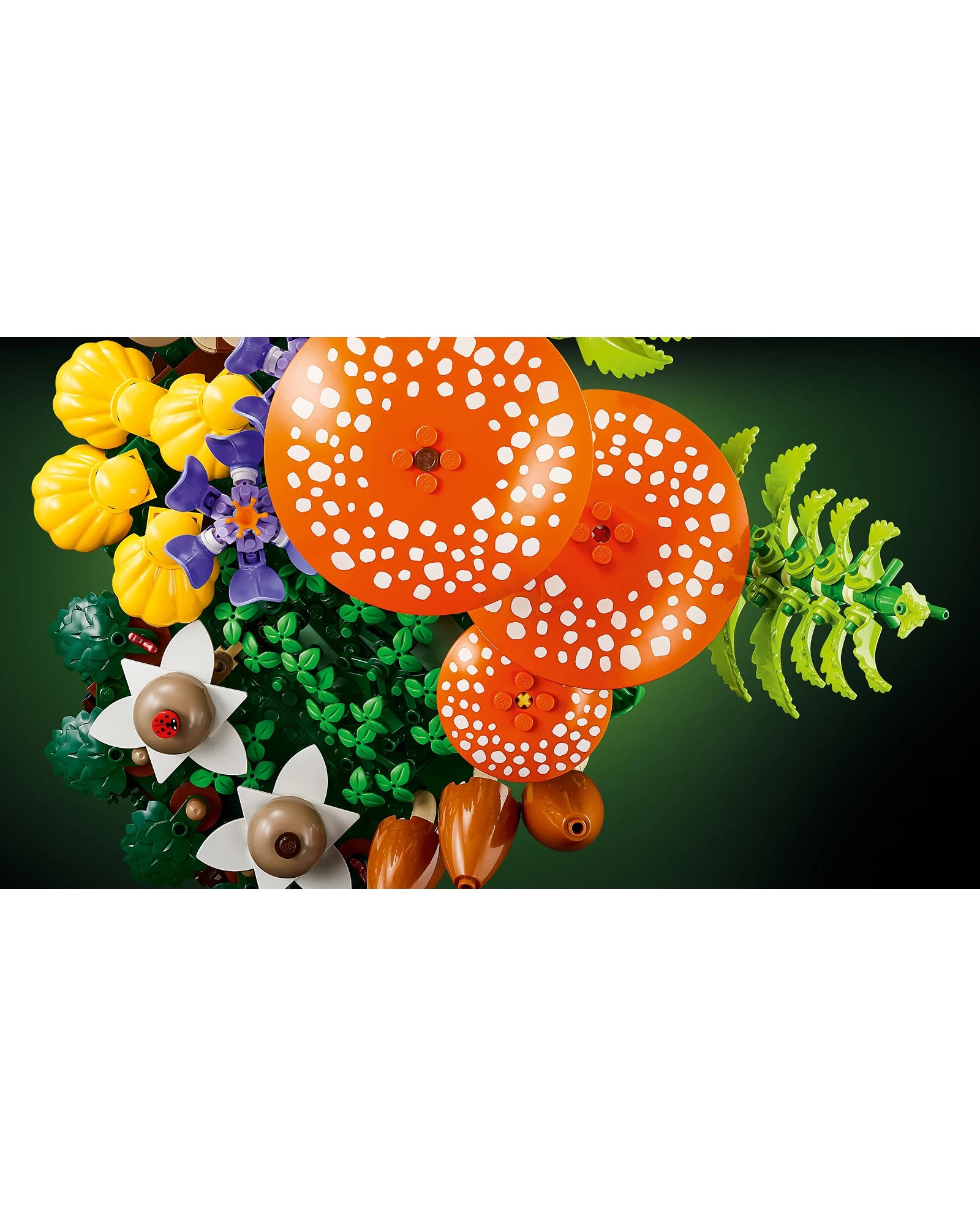 11505 Woodland Mushrooms