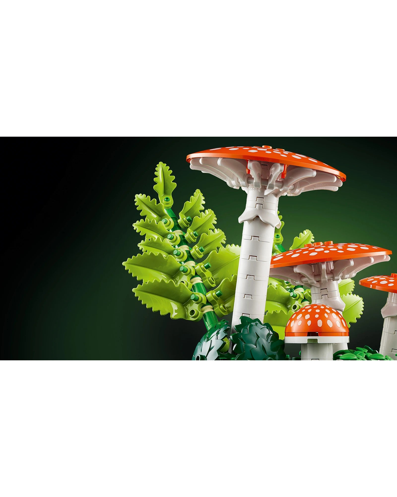 11505 Woodland Mushrooms
