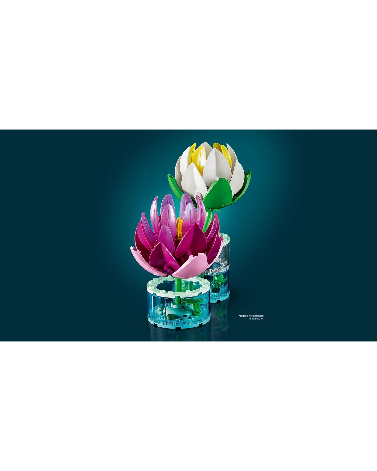 11511 Water Lilies