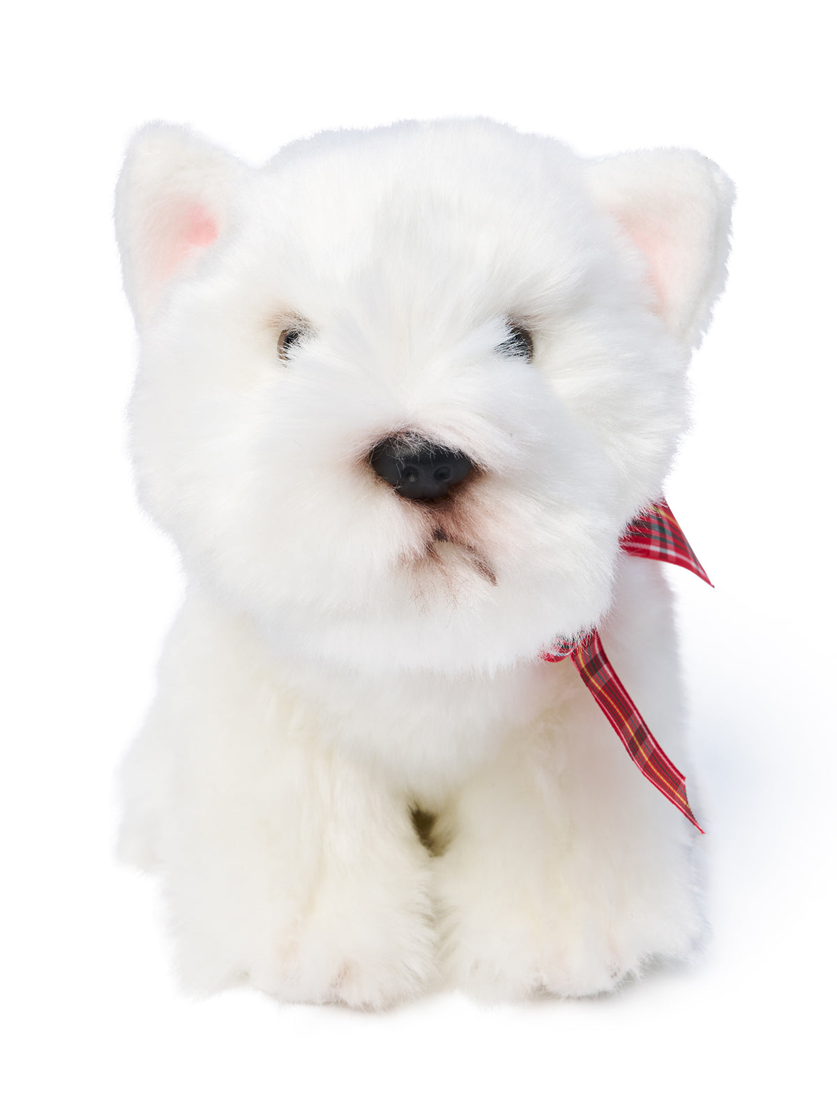 Hamish West Highland Terrier