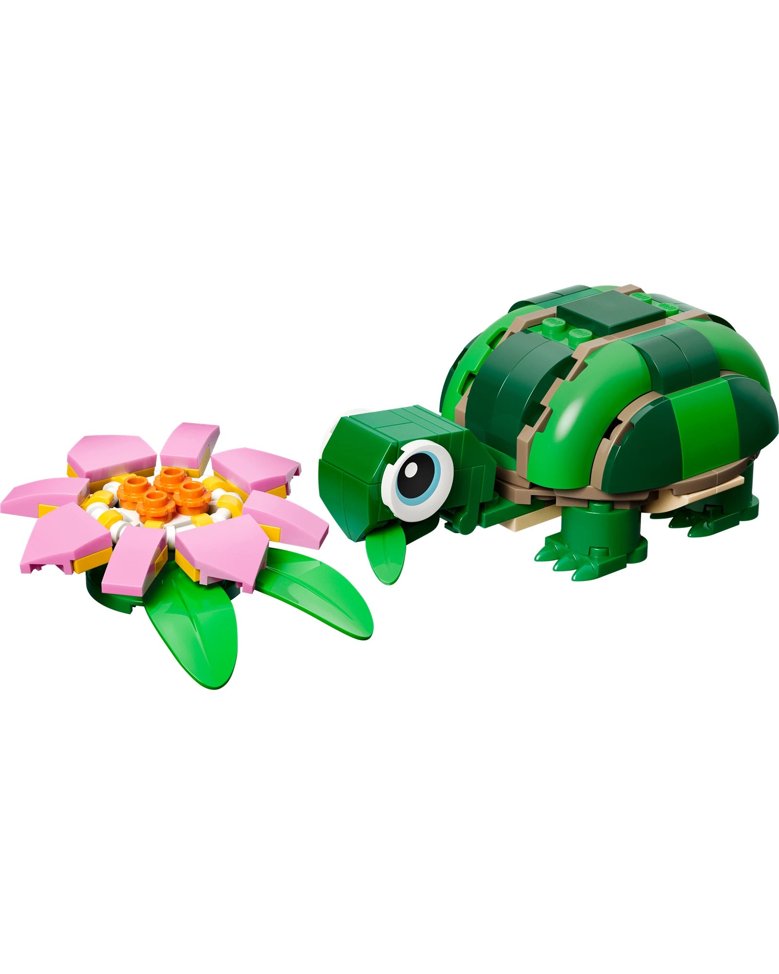 31377 Turtle with a Water Lily Flower