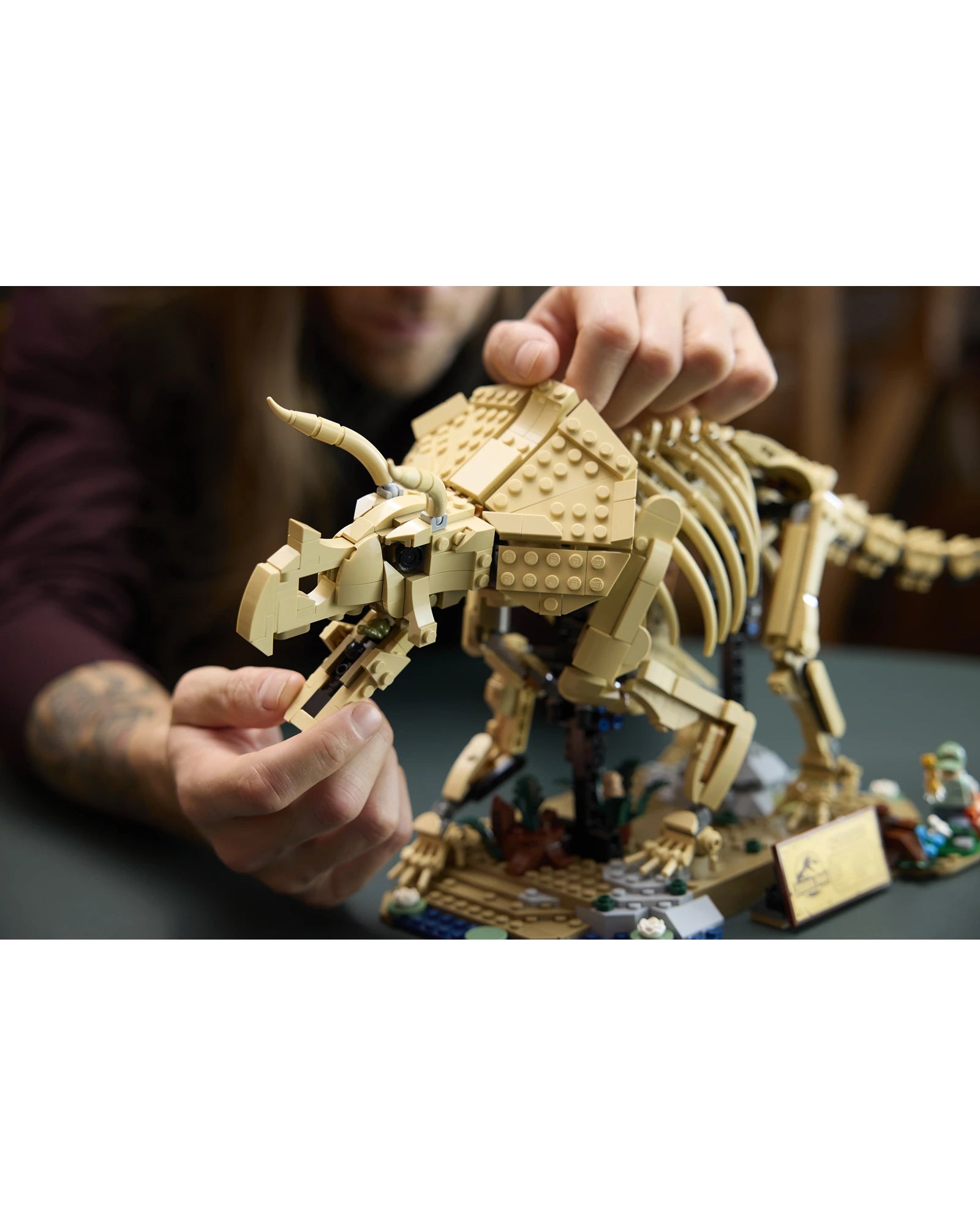77985 Dinosaur Fossils: Triceratops