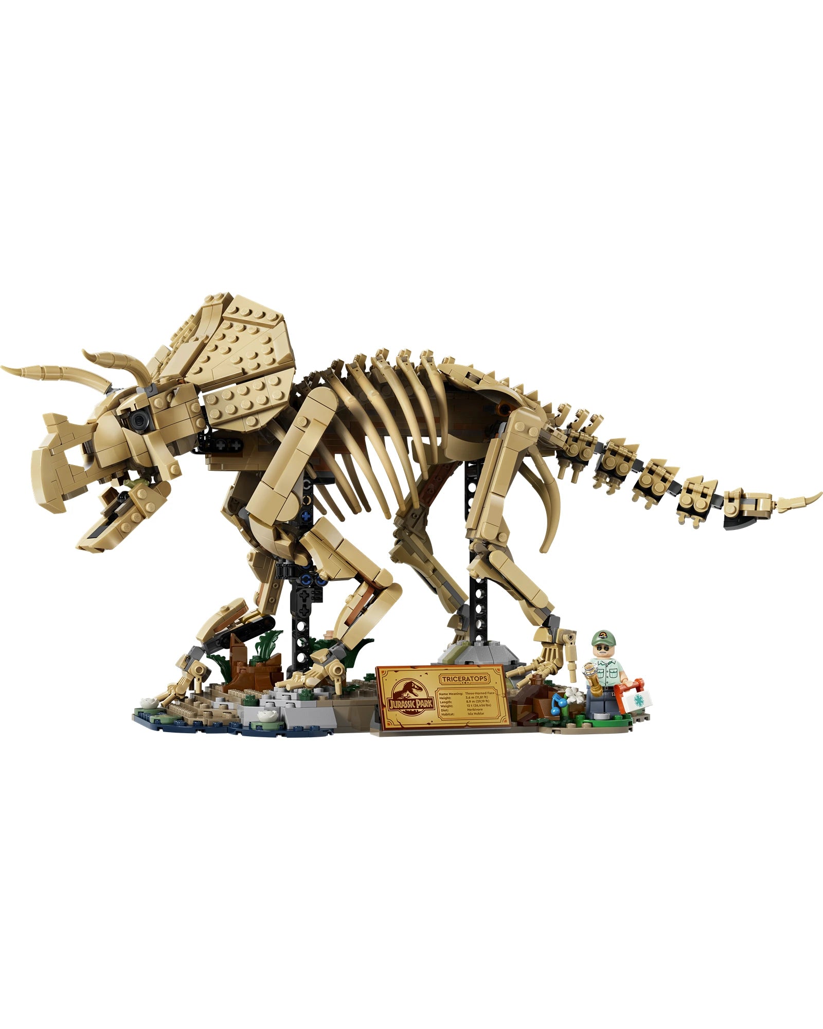 77985 Dinosaur Fossils: Triceratops