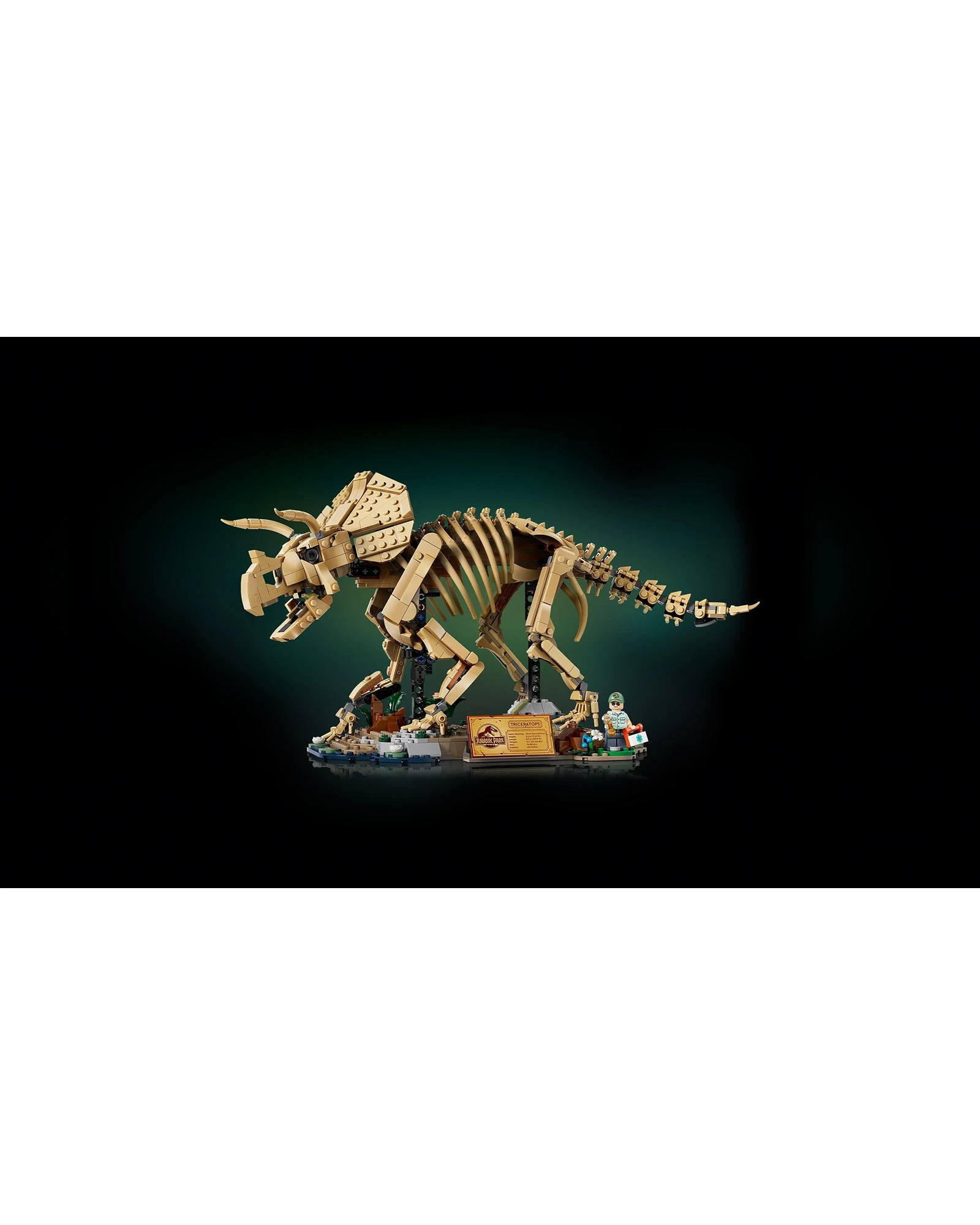 77985 Dinosaur Fossils: Triceratops