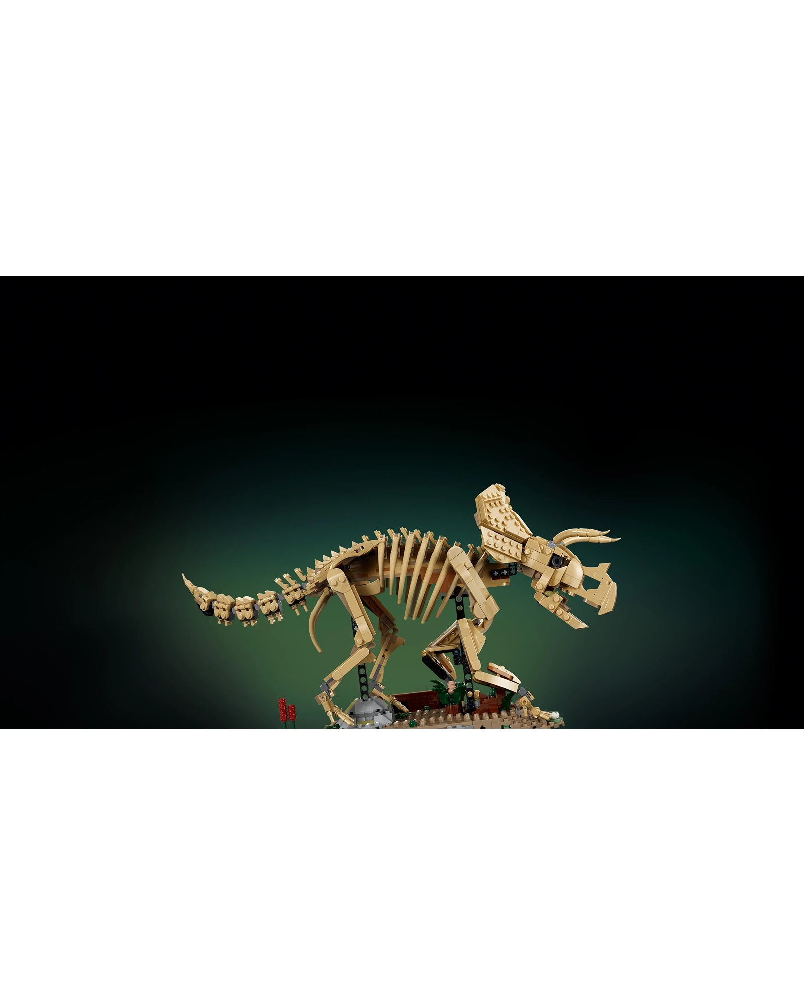 77985 Dinosaur Fossils: Triceratops