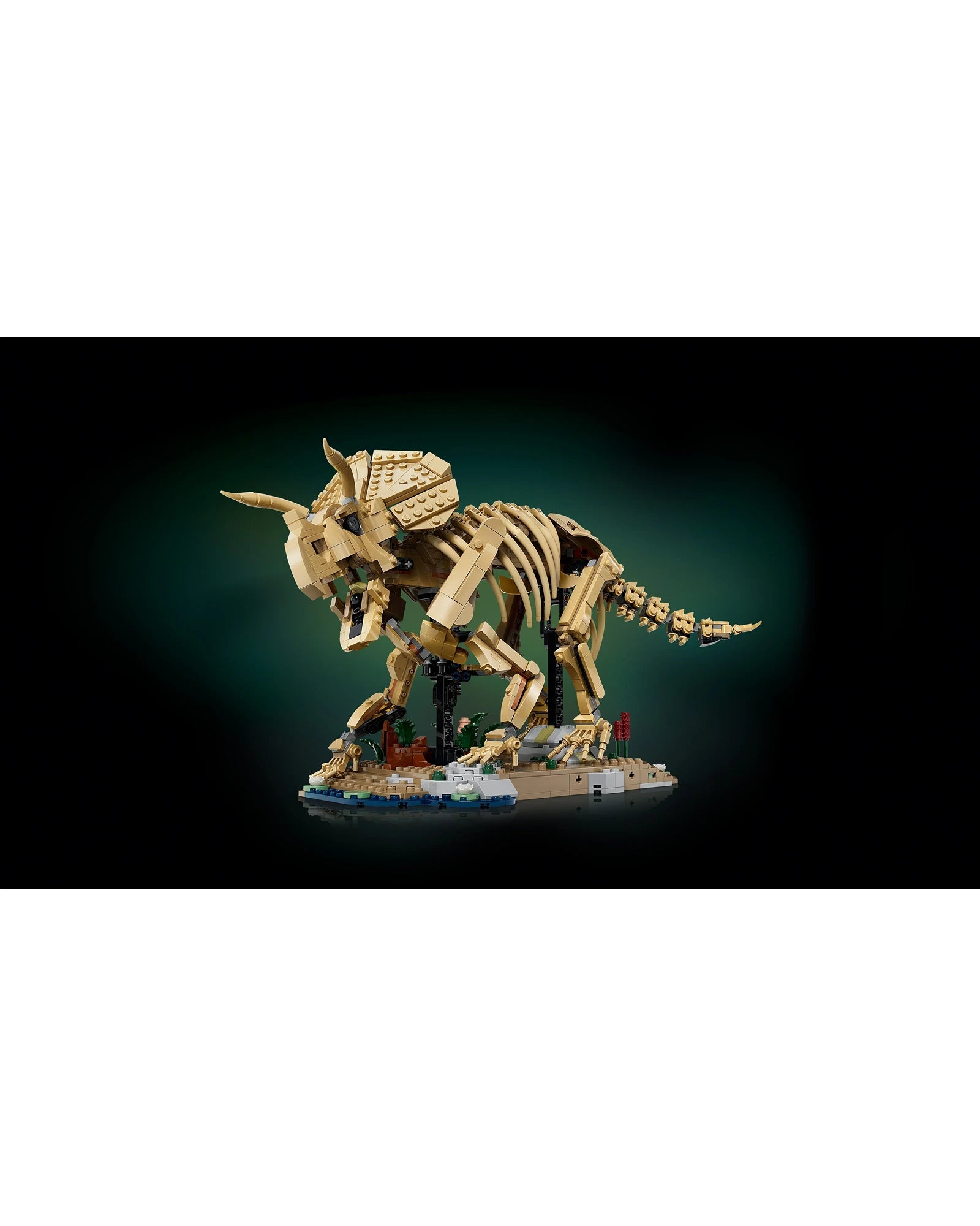 77985 Dinosaur Fossils: Triceratops