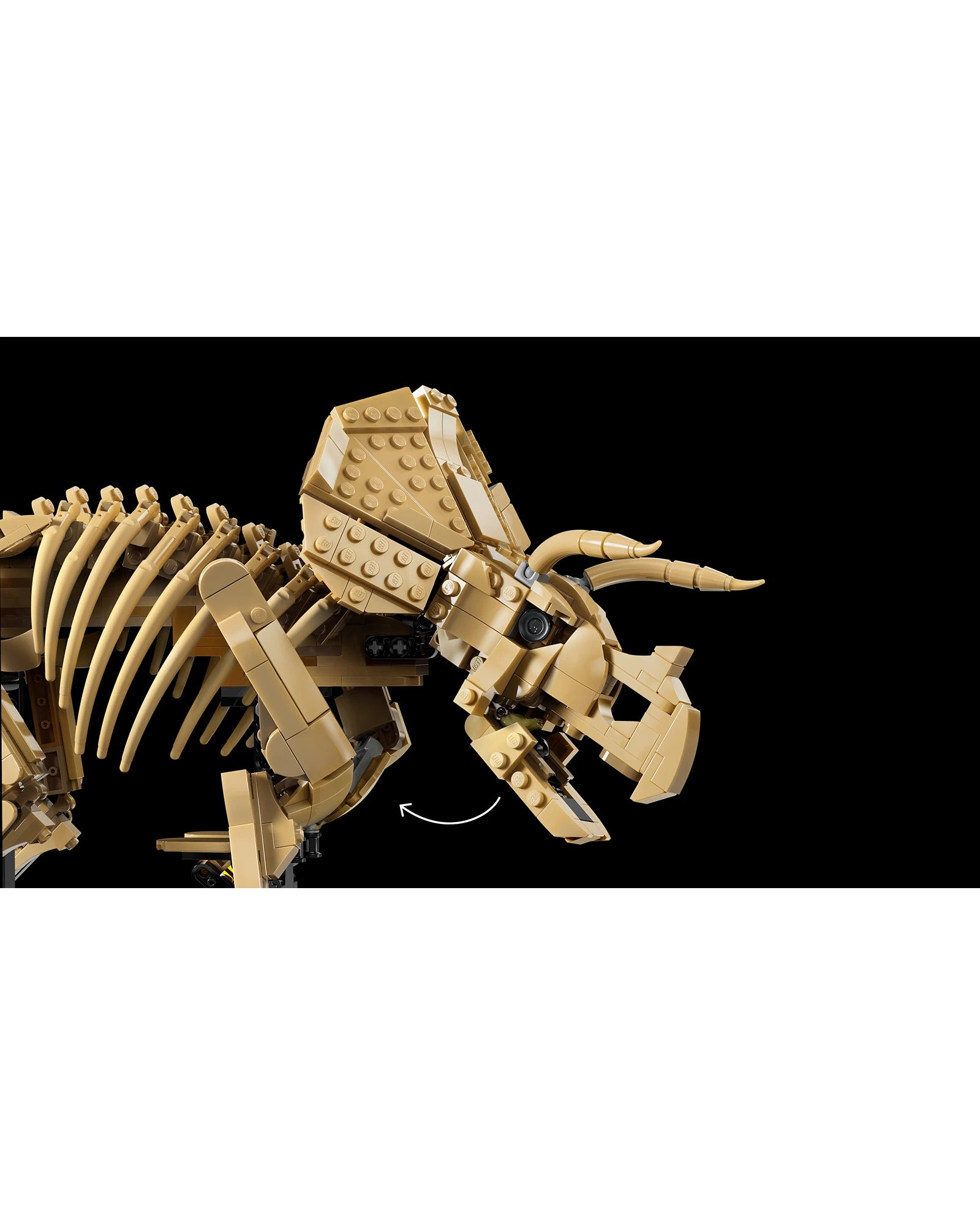 77985 Dinosaur Fossils: Triceratops