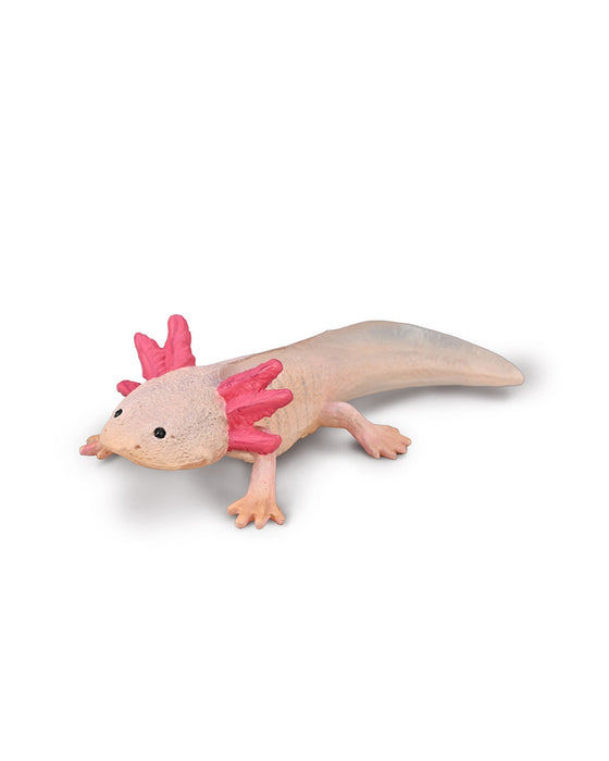 Coll M Axolotl