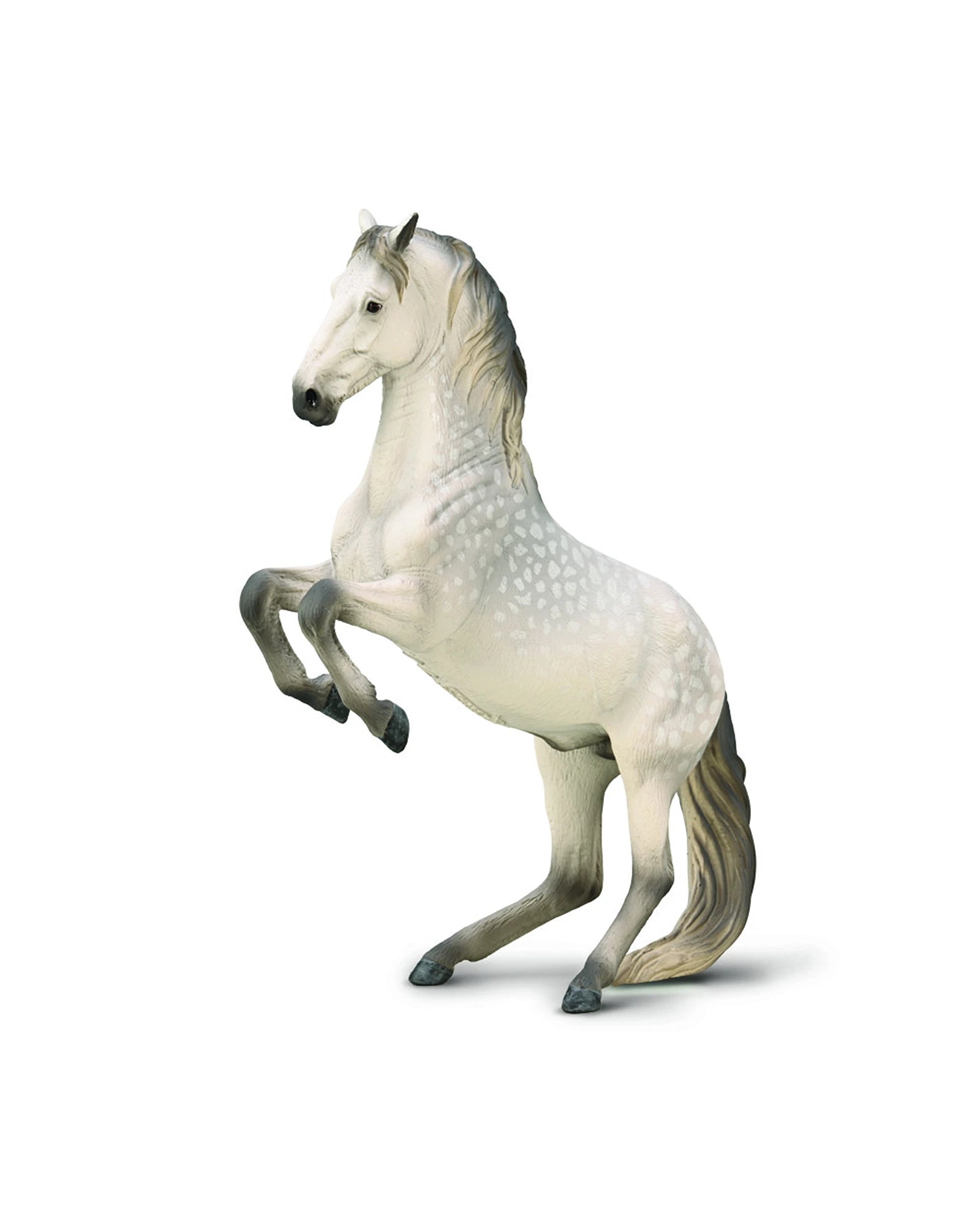 Lipizzaner Stallion Dapple Grey