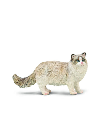 Ragdoll Cat