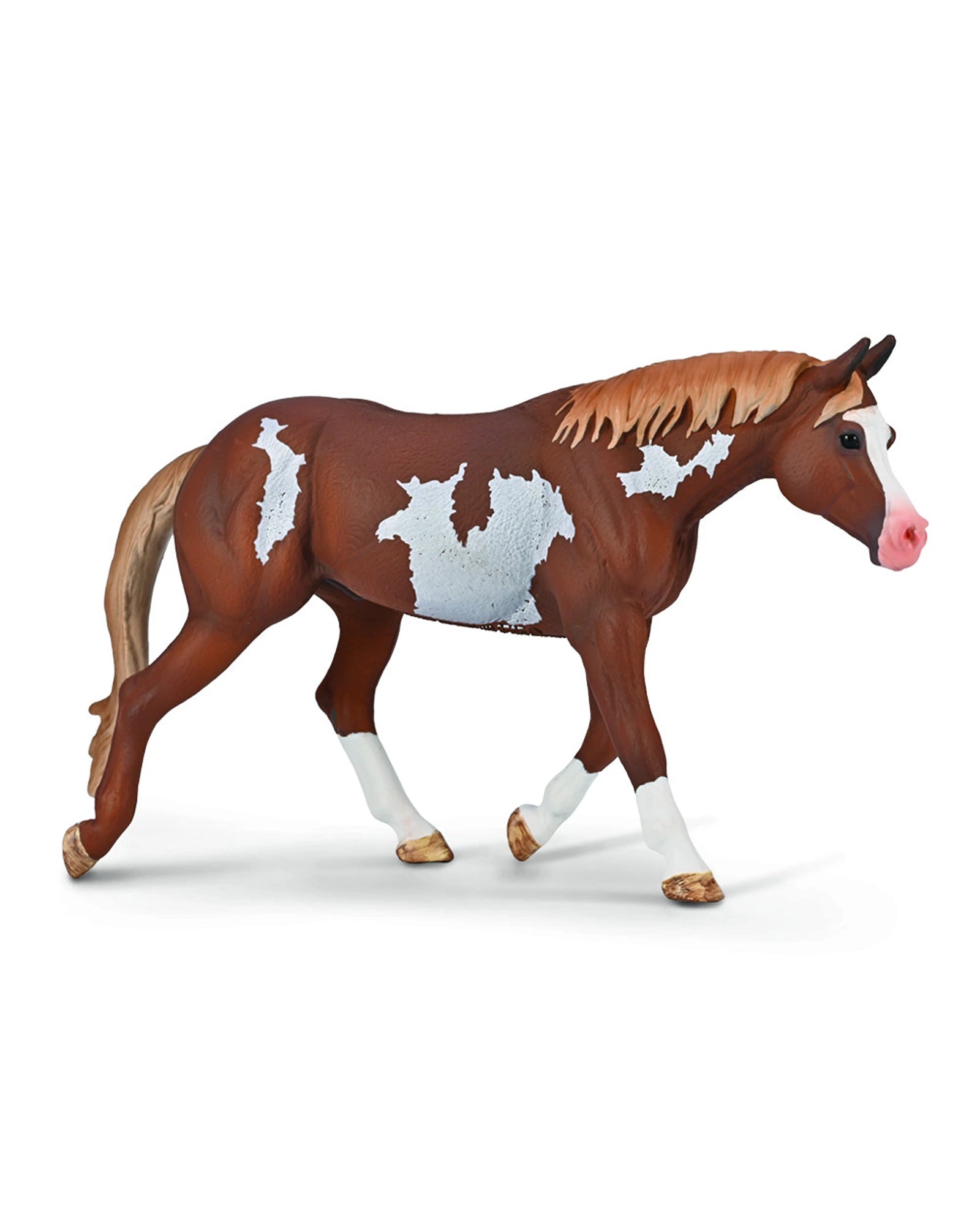 American Paint Horse Chestnut