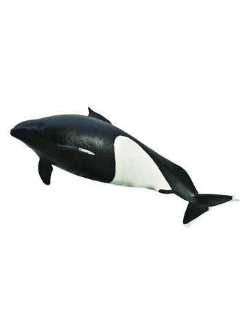 Dall's Porpoise