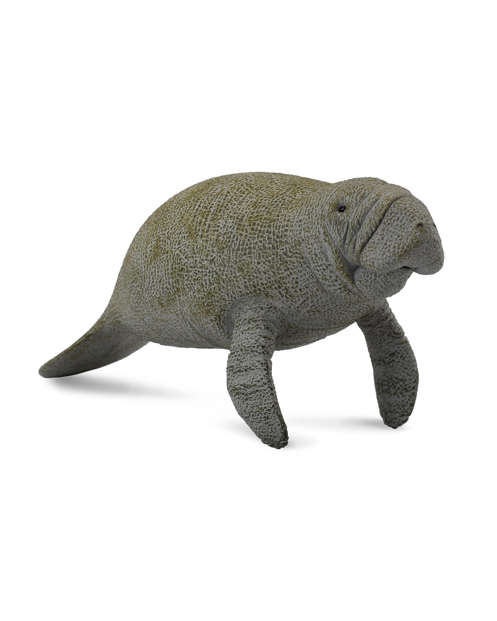 Manatee