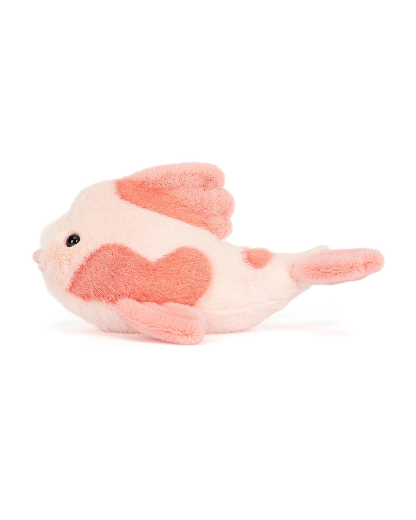 Fancy Carp