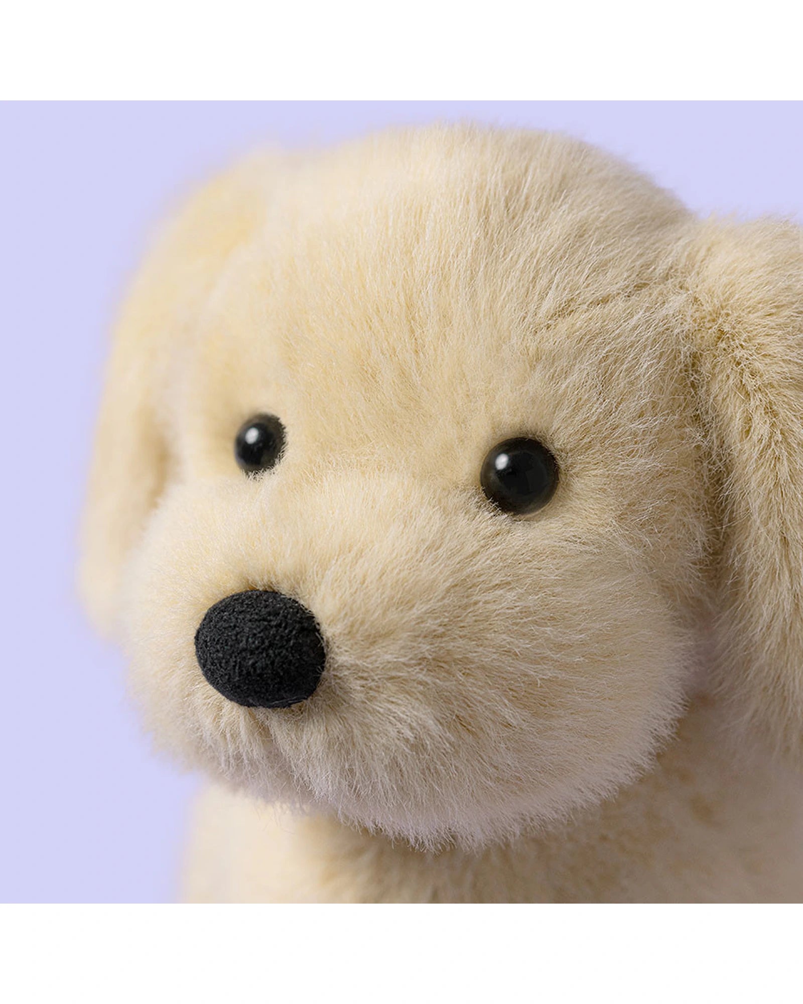 Golden Puppy