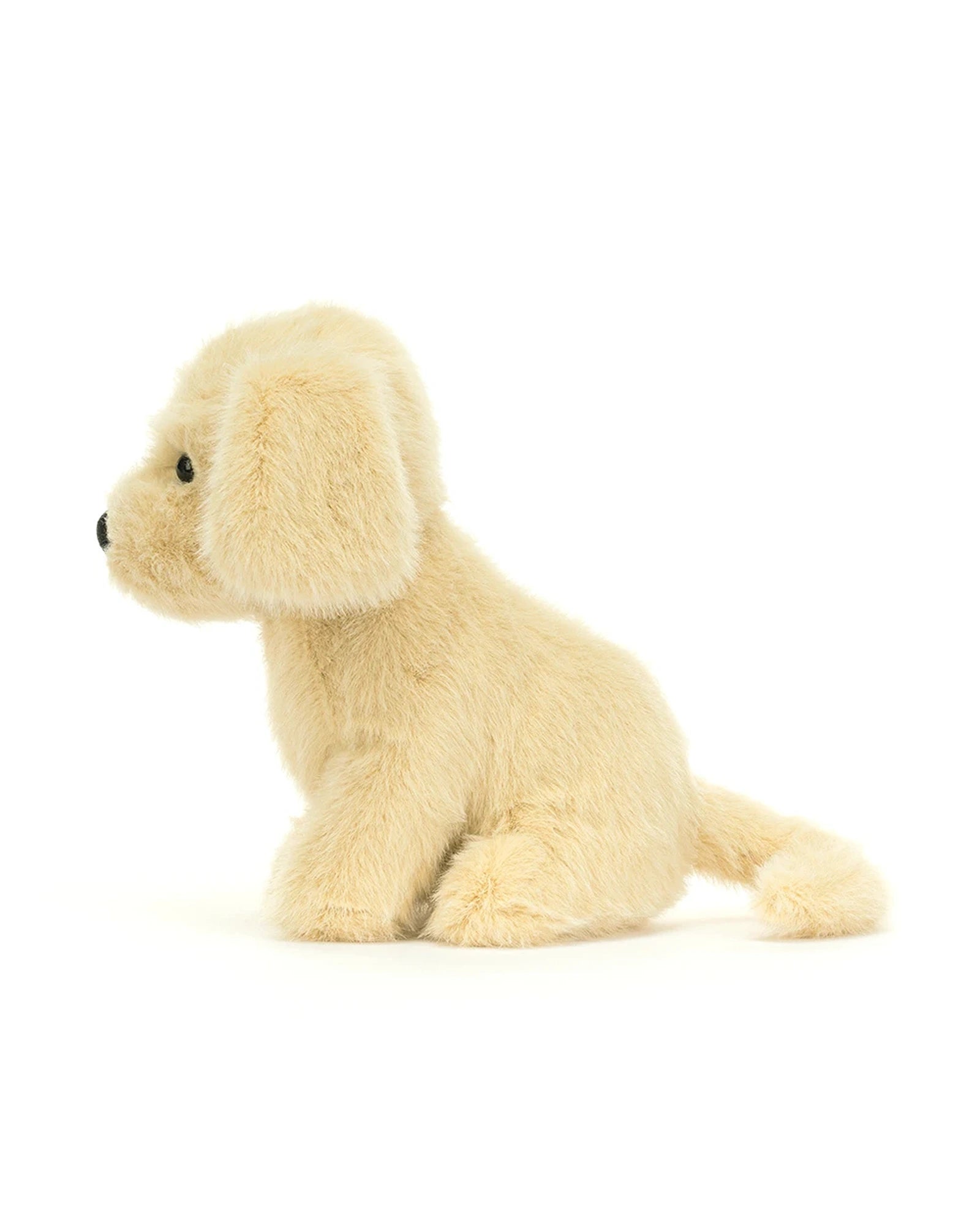 Golden Puppy