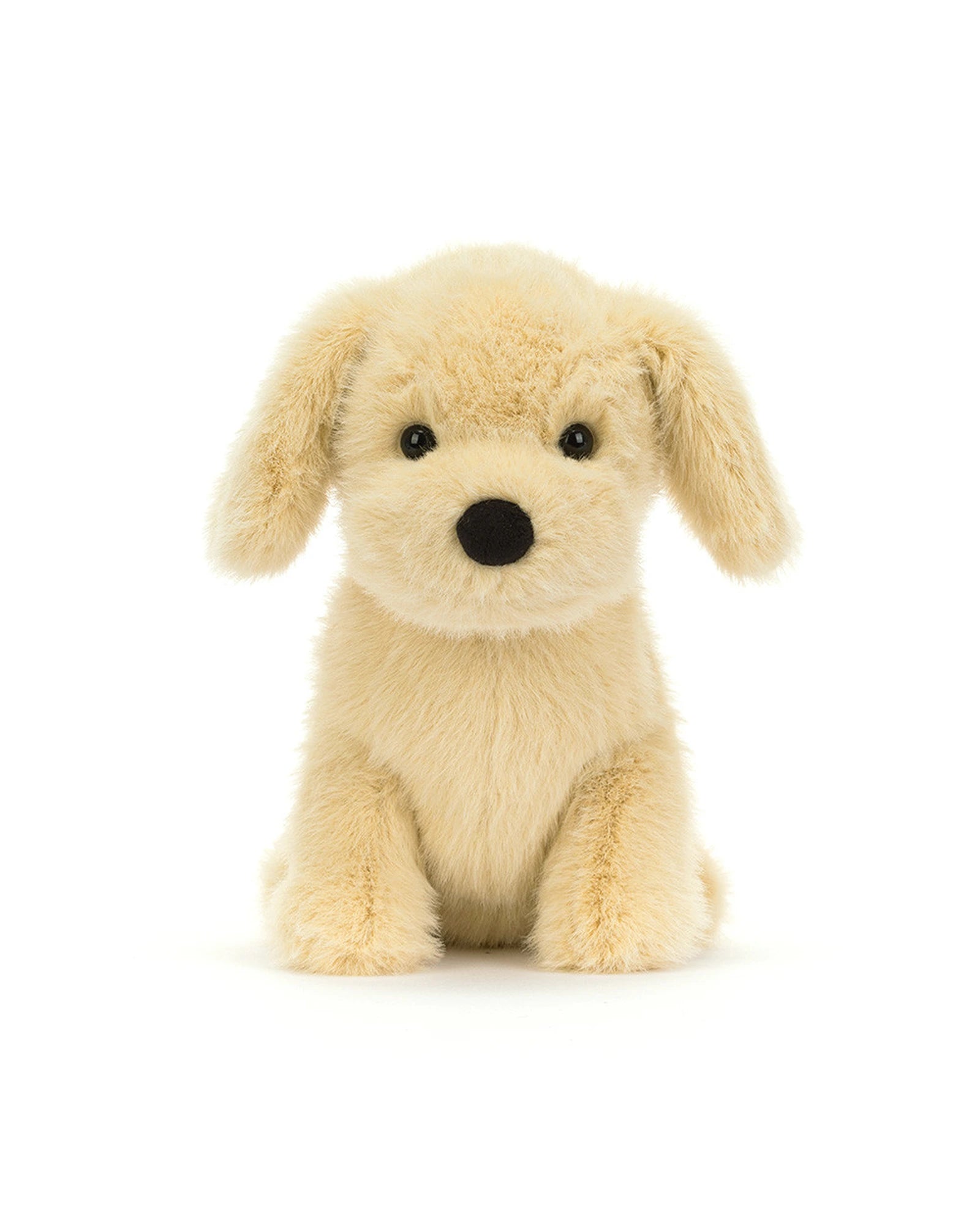 Golden Puppy