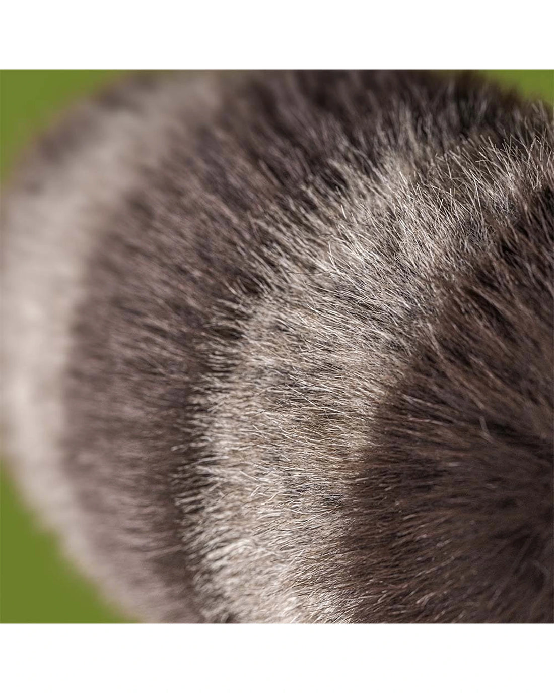 Trixiwoo Raccoon