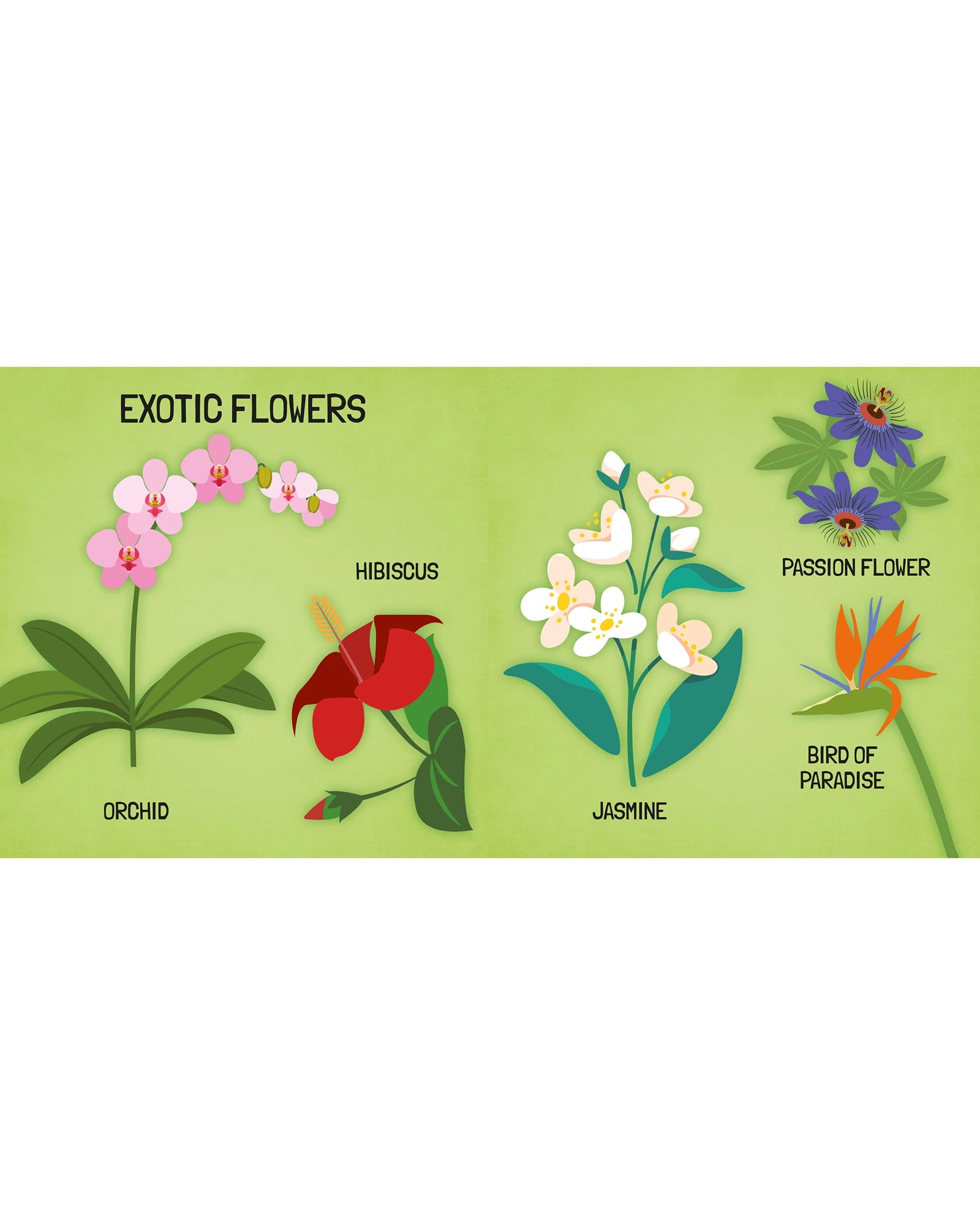 Sassi Learn all about The Flowers 3D Puzzle and Book Set 40 Pieces