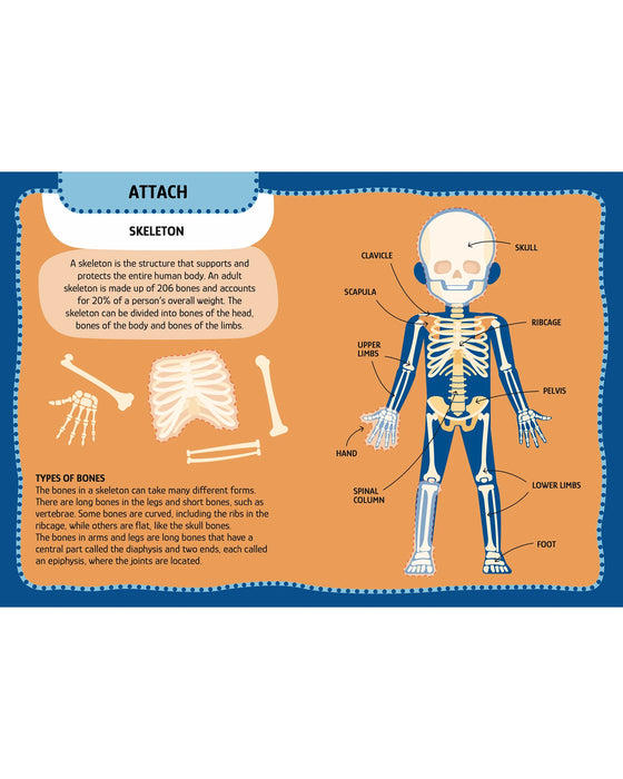 Sassi Arts and Crafts Human Body