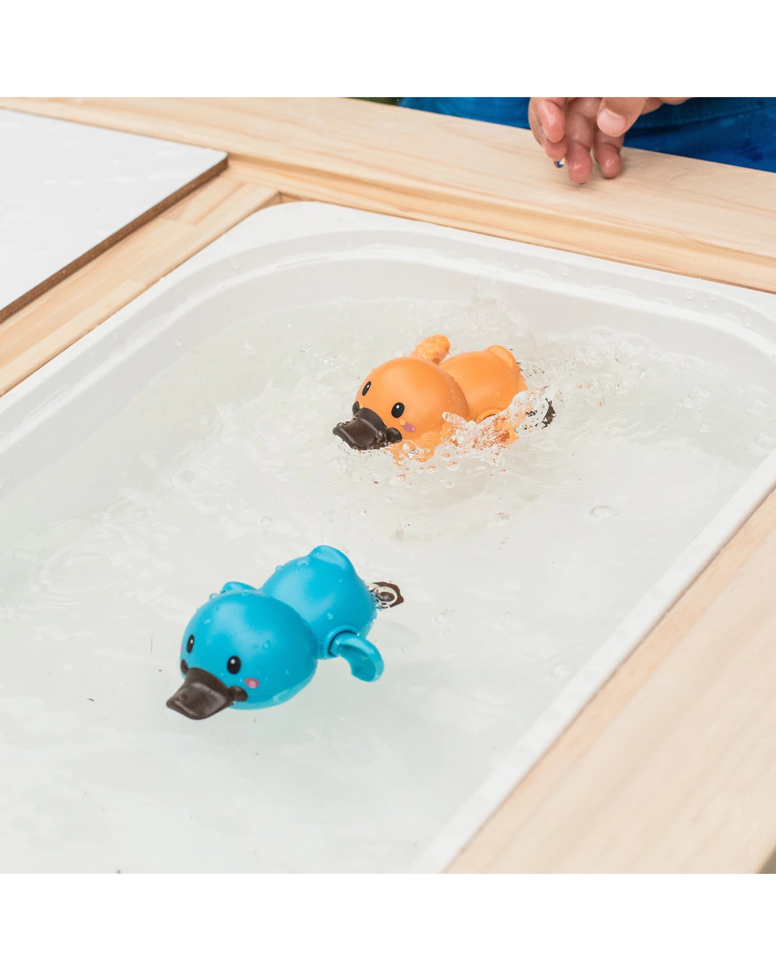 Bath Racers - Platypuses