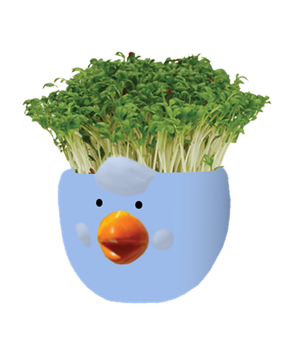 Easter Cress Chick Mixed Colours - Assorted