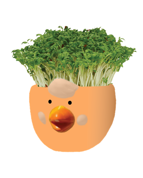 Easter Cress Chick Mixed Colours - Assorted
