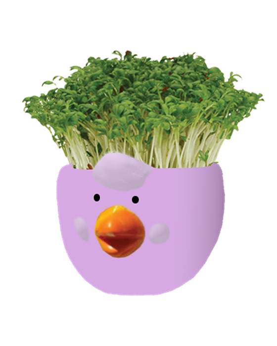 Easter Cress Chick Mixed Colours - Assorted