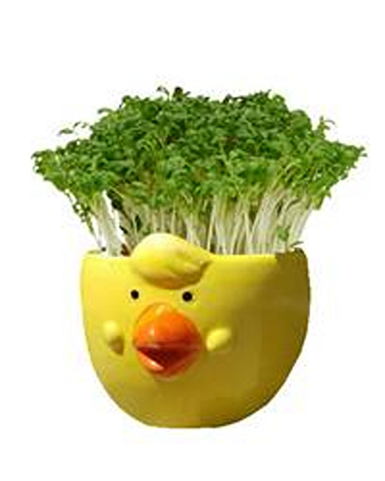 Easter Cress Chick Mixed Colours - Assorted