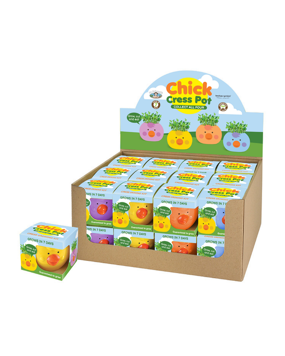 Easter Cress Chick Mixed Colours - Assorted