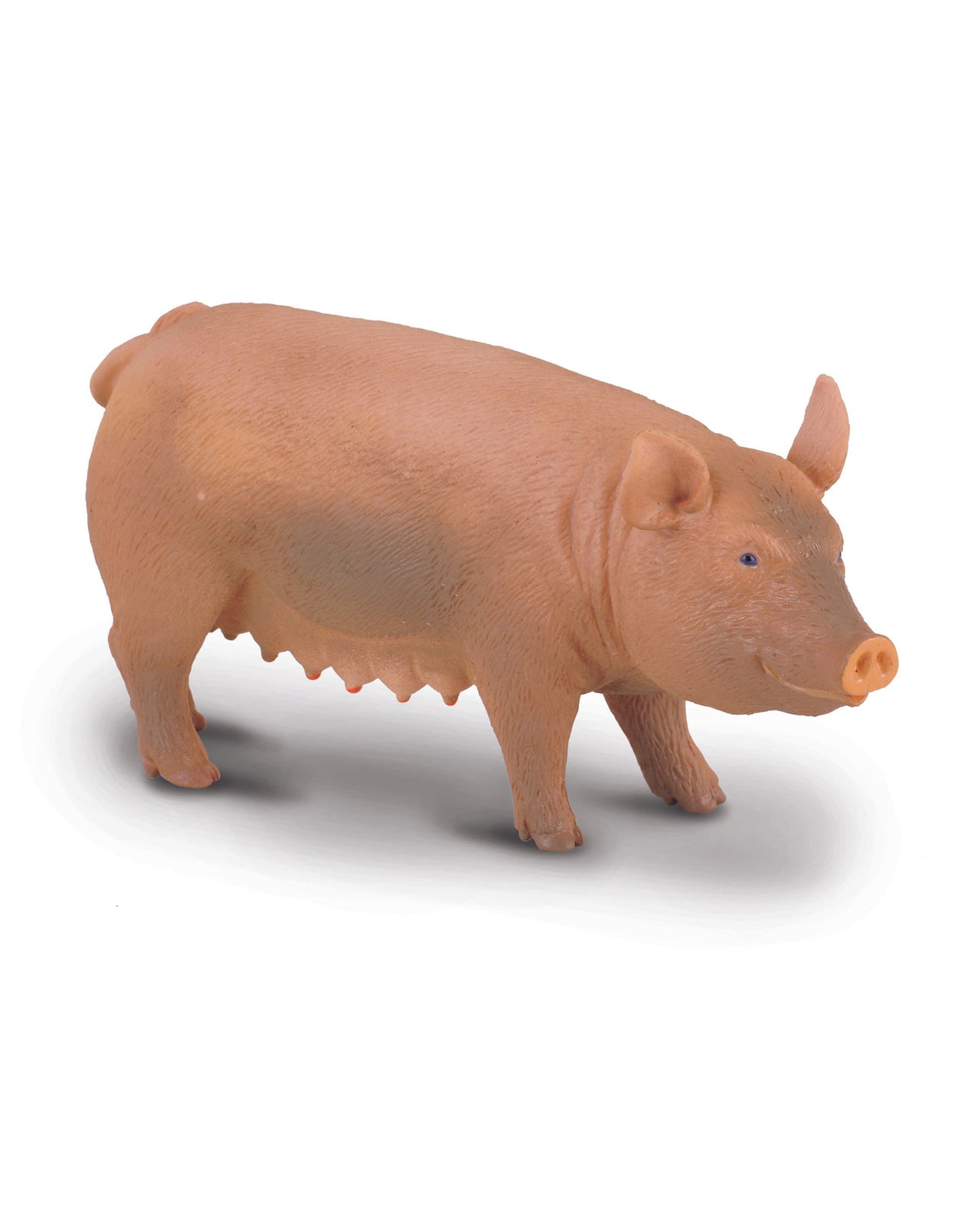 Collecta M Sow