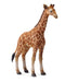 Collecta L Reticulated Giraffe Calf