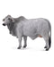 Collecta L Brahman Cow Grey