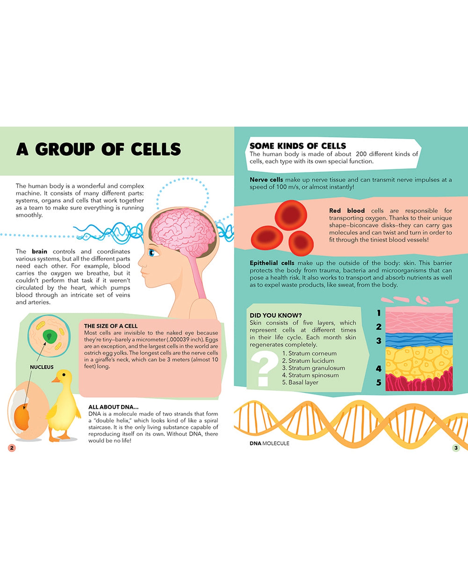Travel Learn Explore – The Human Body