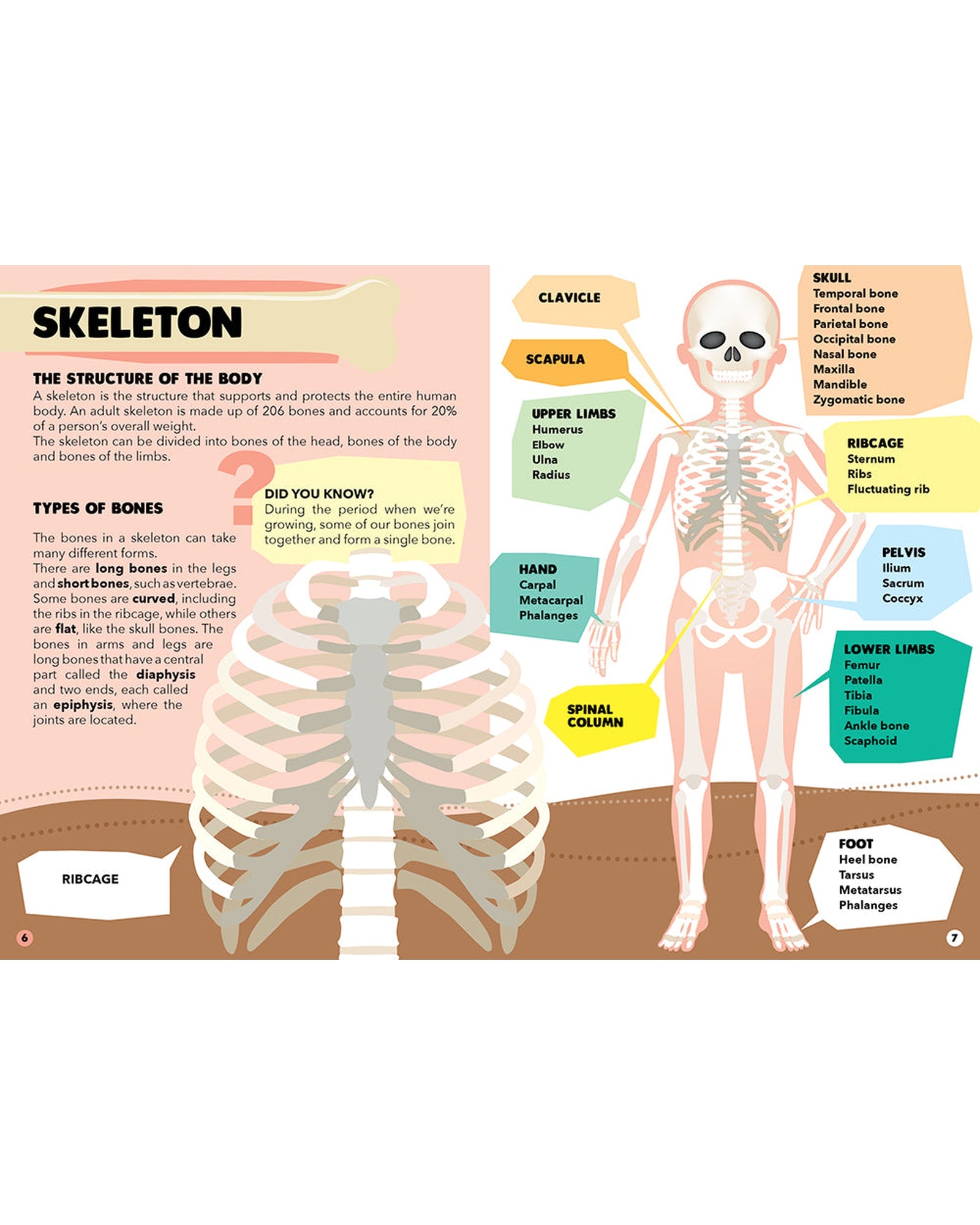 Travel Learn Explore – The Human Body