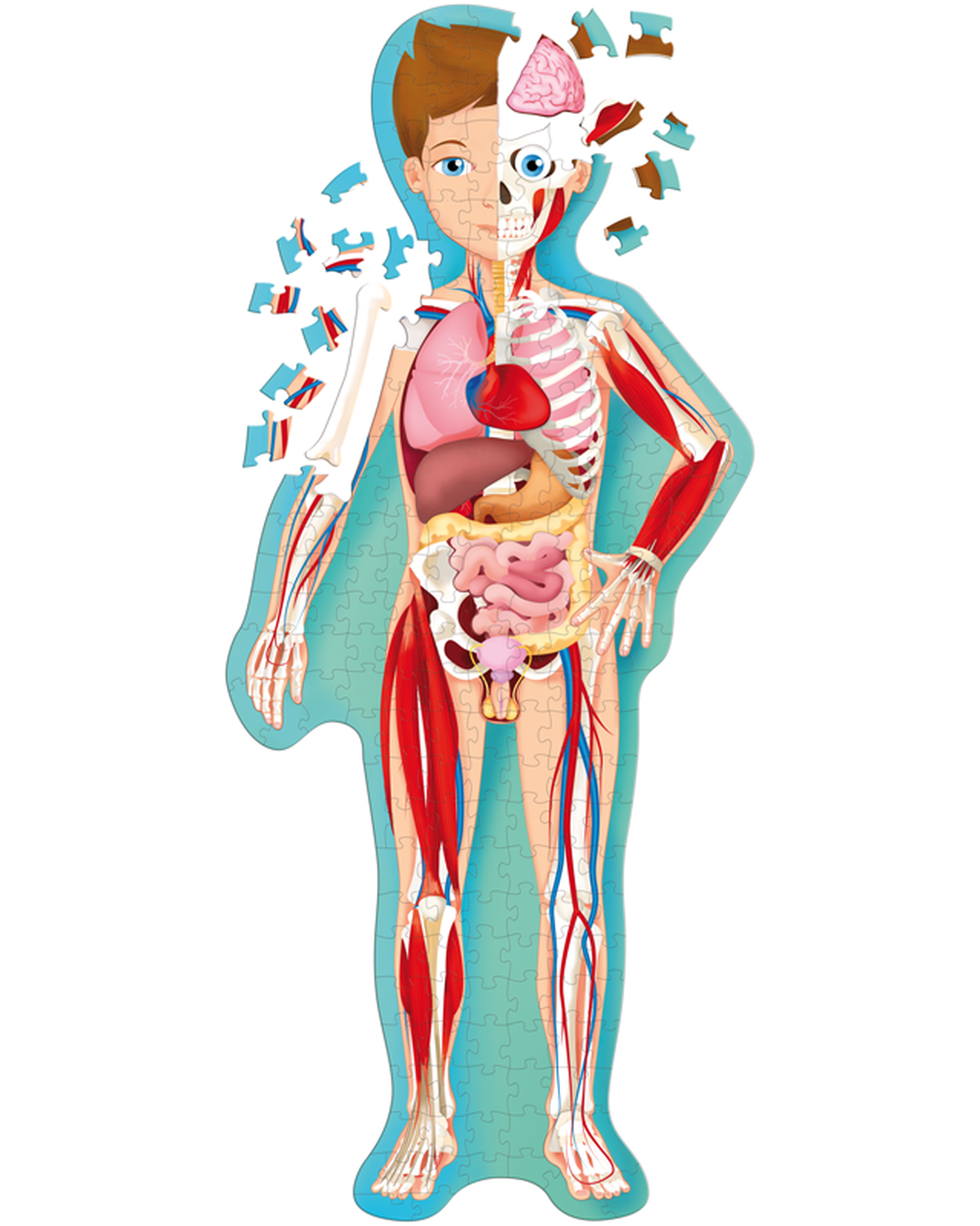 Travel Learn Explore – The Human Body