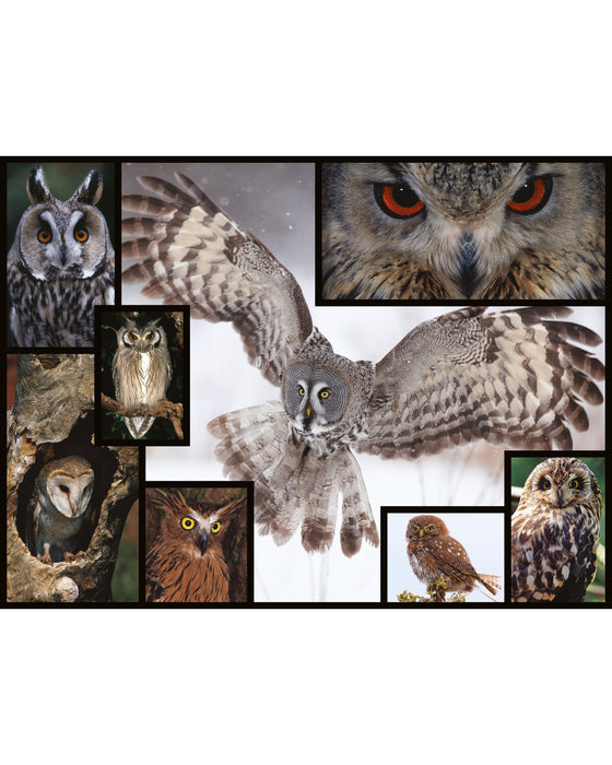 WWF 1000PC Puzzle Owls