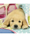 Ravensburger Cute Puppy Dogs Puzzle 3x49pc