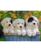 Ravensburger Cuddly Puppies Puzzle 200pc